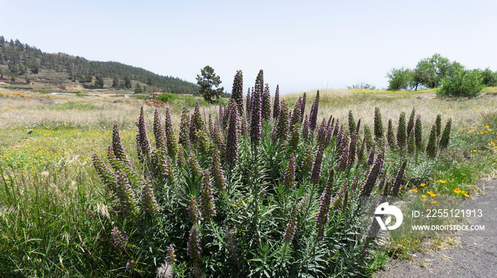 Mountain village Vilaflor April landscape in Tenerife, Canary Islands, Spain, endemic plants