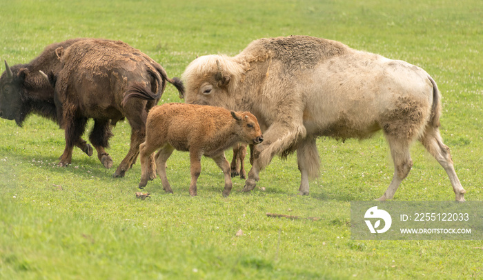 White buffalo and calf grazing in a grassy field