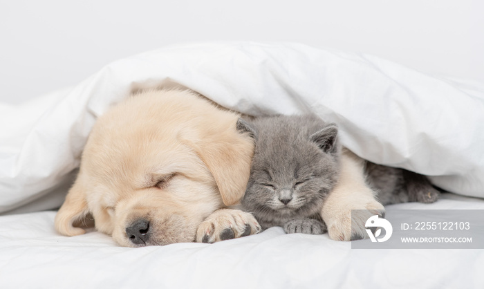 Golden retriever puppy hugs gray kitten. Pets sleep together under white warm blanket on a bed at home