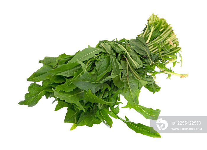 Bunch of organic dandelion greens on a white background.