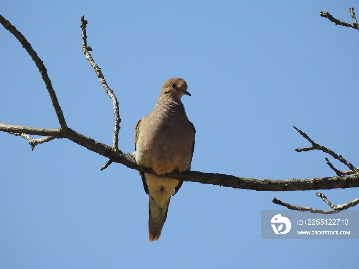 A mourning dove perched on a branch, enjoying a beautiful spring day in Montgomery County, Pennsylvania.