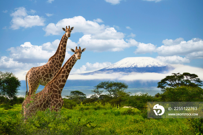 Giraffen und der Kilimandscharo im Amboseli Nationalpark