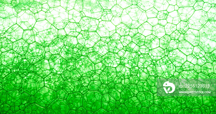 cell surface green science,Cell structure Hydrilla, view of the leaf surface showing plant cells under the microscope for classroom education.