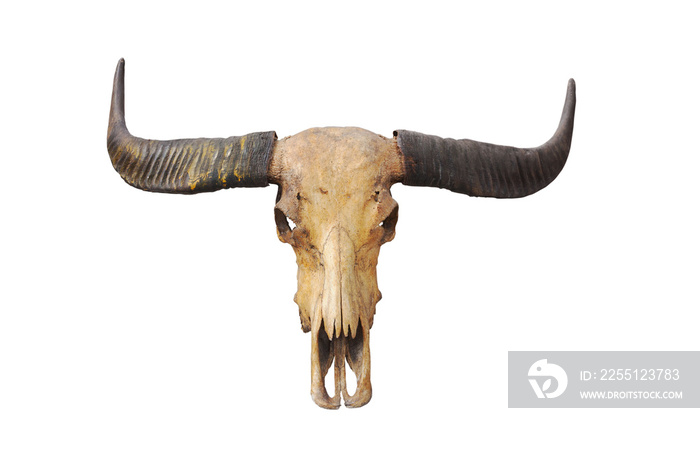 Skull, dead buffalo, skull, old, black, horn, isolated from the background clipingpart