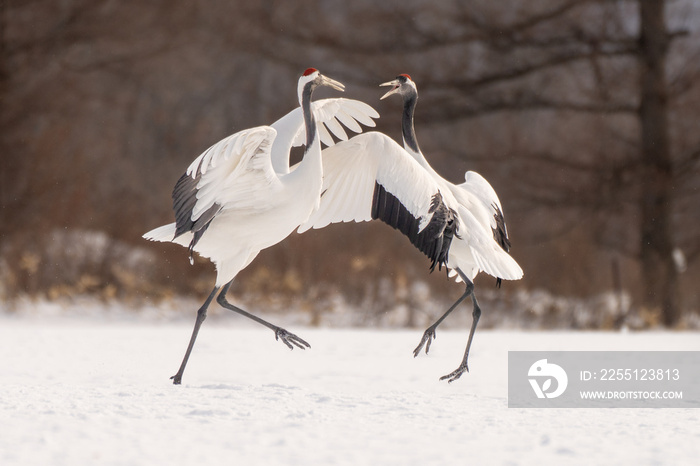 タンチョウ　Red-crowned crane