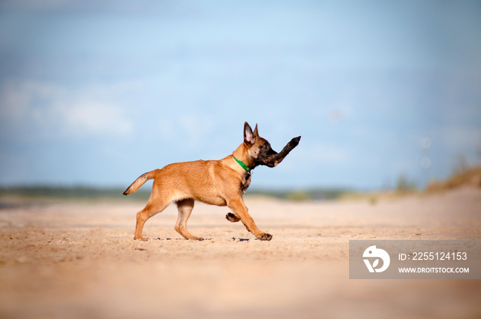 malinois puppy playing on the beach