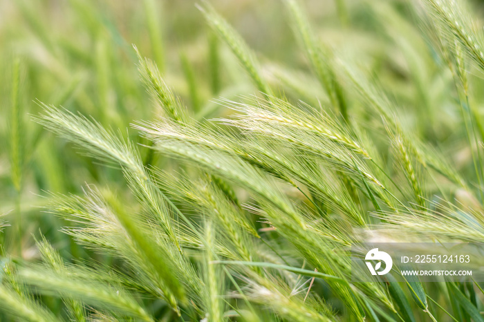 A field of fresh green rye outside