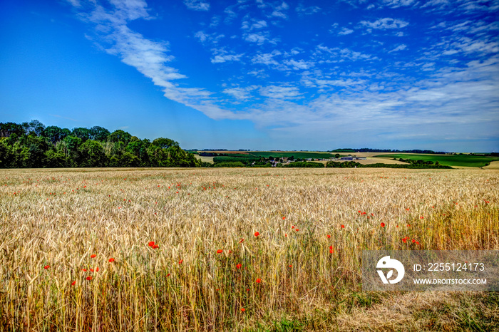 Poppies amongst the grass fields in the Somme region of northern France