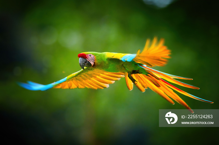 Endangered parrot, Great green macaw, Ara ambigua guayaquilensis in flight. Green-yellow, wild tropical rain forest parrot, flying with outstretched wings against blurred background. Costa Rica.