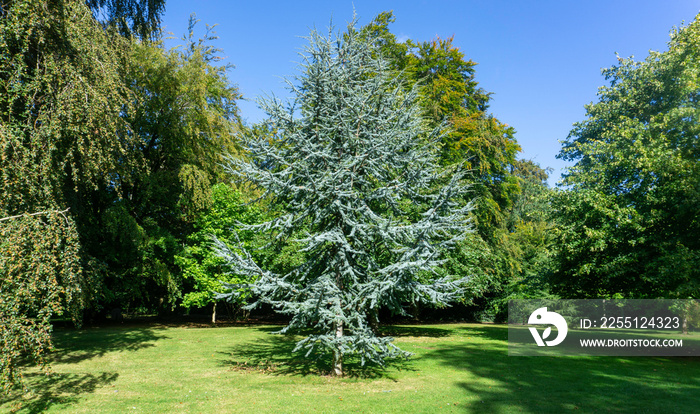 Cedrus Atlantica Glauca tree, also known as Blue Atlas Cedar a large evergreen cedar tree with needle like leaves, seen here in a parkland setting.