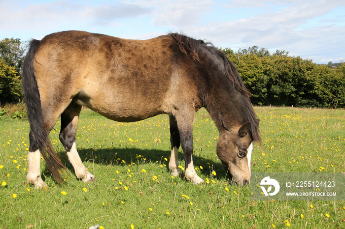 Fat dun pony grazing in grassy field on a summers day.