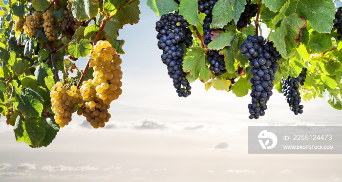 Ripe red wine and white wine grapes in a vineyard before harvest, viticulture with wine tasting in a winery