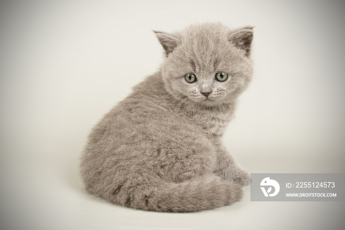 British shorthair cat on colored backgrounds