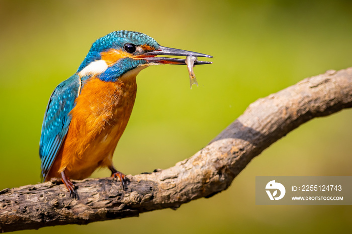 Common Kingfisher (Alcedo atthis) on branch with fish . wildlife scenery