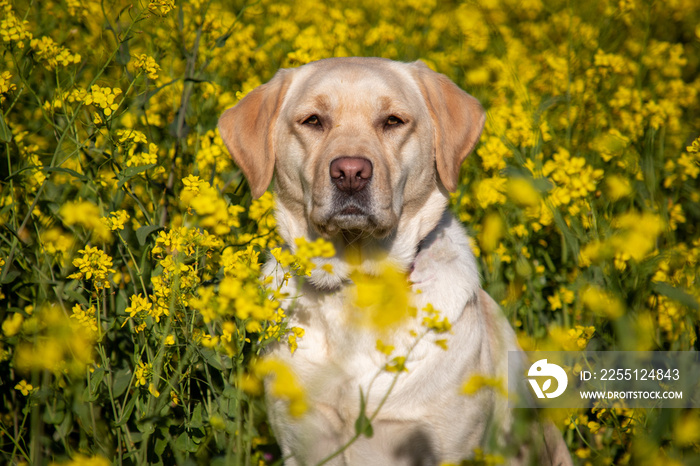 A Yellow Labrador retriever in a field of flowers