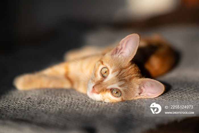 Little red kitten with blue eyes resting on sofa. Adorable little pet. Cute child animal. Tabby cat relaxing at home, natural light