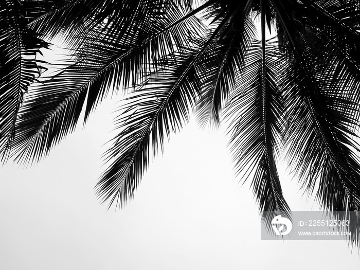 beautiful palms leaf on white background