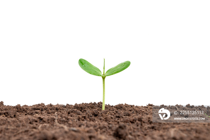 a growing plant or tree growing from the soil on a white background