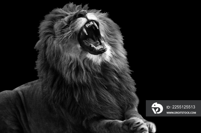 black and white Close Up Of Roaring Lion king isolated on black.