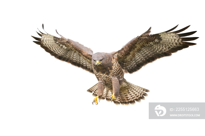 Birds of prey - Common buzzard Buteo buteo, hawk bird, predatory bird close up flying bird isolated on white background