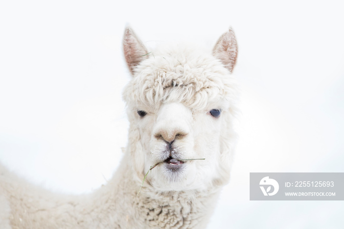 Cute alpaca portrait on white background