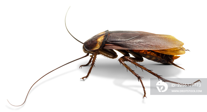 Cockroach isolated on white