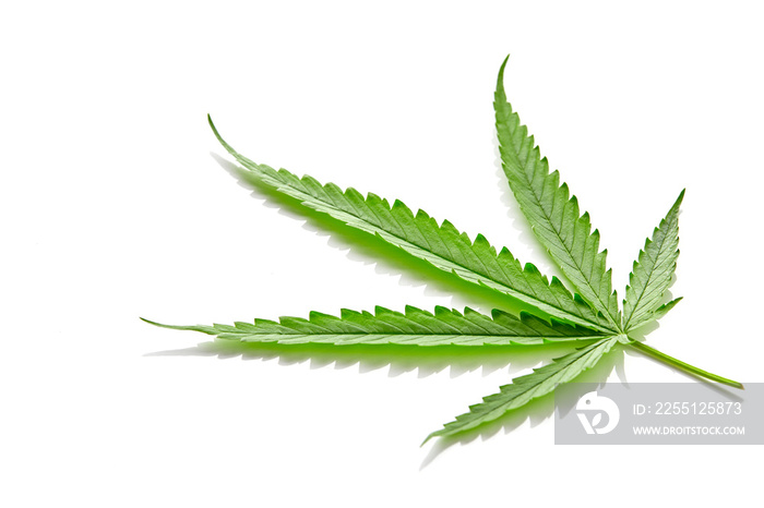 Cannabis fan leaf on white background