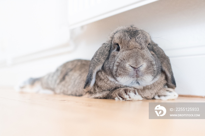 Sweet bunny captured from the lower front lying on a wooden floor hanging out