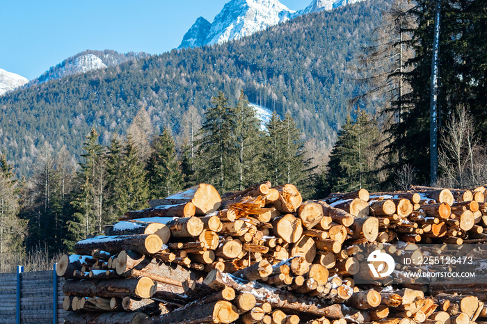 Work harvester stacked wood logs tree background blue sky. Concept lumber timber industry deforestation