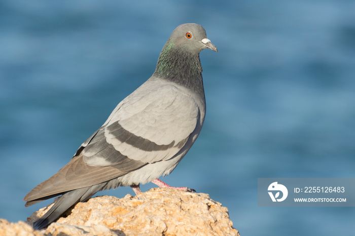 Migration of birds in autumn. Rock pigeon (Columba livia) sitting on a rock. Soft blue background.