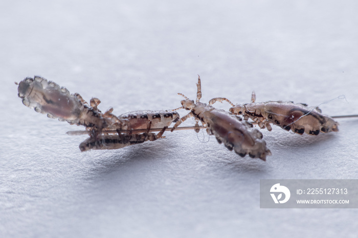 Macro Close Up Pediculus humanus capitis head louse