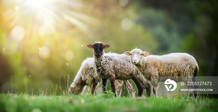 Sheeps in a meadow on green grass. Flock of sheep in sun rays background.