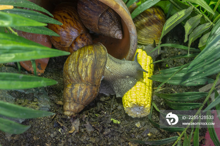 Giant African land snail (Achatina fulica) eating corn, macro