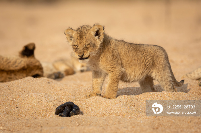 Baby lion cub making funny face squinting over a lion feces, standing in sandy riverbed amongst its pride of lions in Kruger South Africa