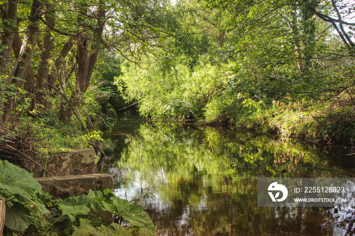 A photograph of the Water of Leith river in Edinburgh during the summer with lovely reflection of trees in the water.