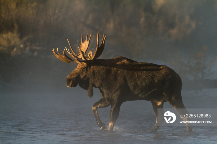 large bull moose crossing river