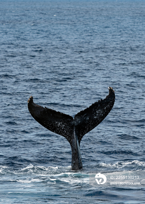 Tale flapping is typical behavior for Humpback Whales, assumed to be a form of communication