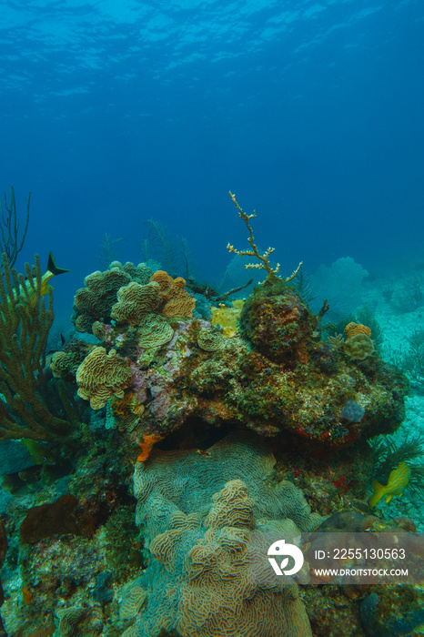 coral reef macro ,texture, abstract marine ecosystem background on a coral reef