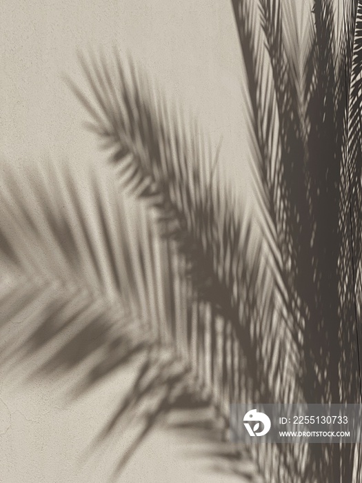 Tropical palm tree leaf sunlight shadow on wall. Aesthetic floral blurred silhouette reflection on neutral beige background