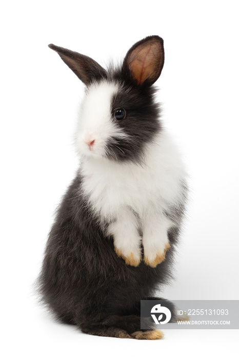 Adorable baby black and white rabbit standing and looking at the top. Studio shot, isolated on white background