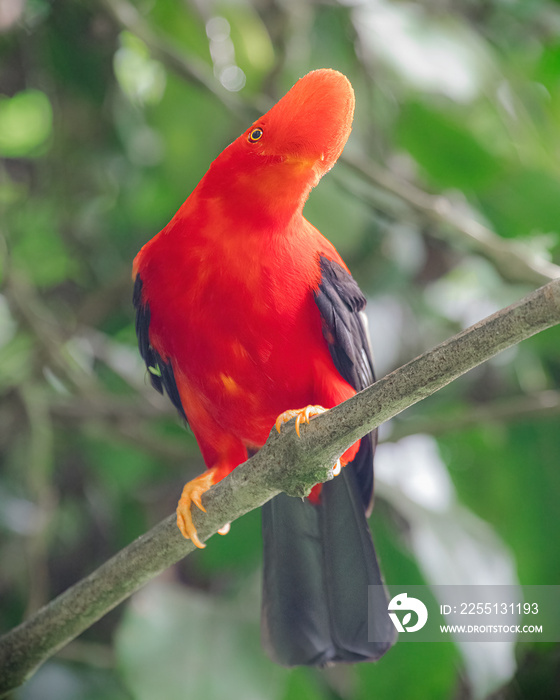 Andean Cock of the rock (rupicola peruviana). One of the most beautiful birds in the world looking straight ahead on a branch in the Colombian forest