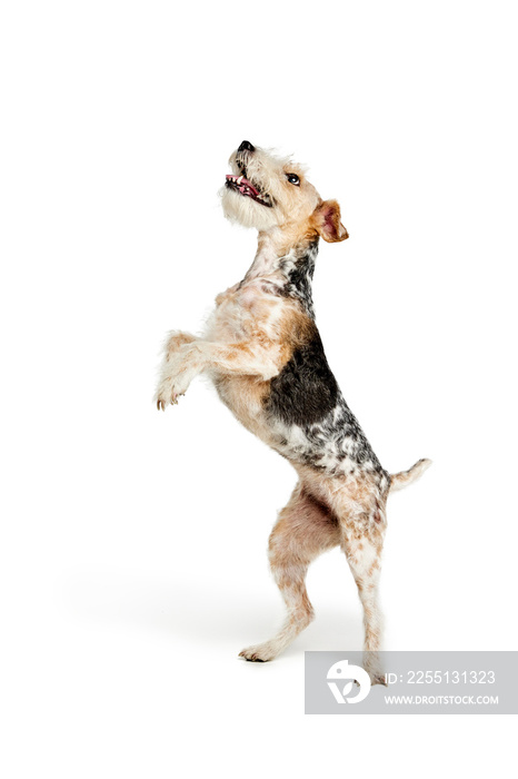 Studio shot of beautiful purebred Fox terrier dog posing isolated over white background. Standing on hind legs