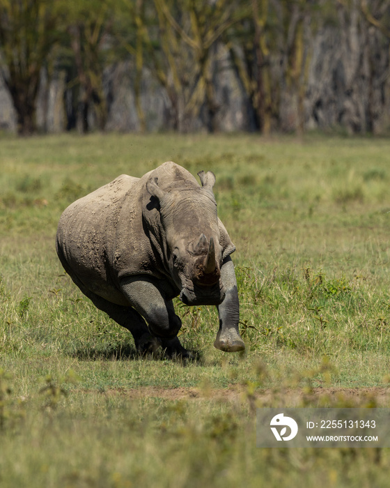 White Rhino running towards viewer with a green grass and trees background.