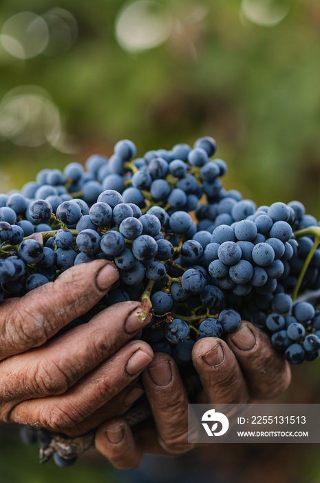 Close-up of red blue wine grape. Old dirty worker hands holding and showing the fruit.