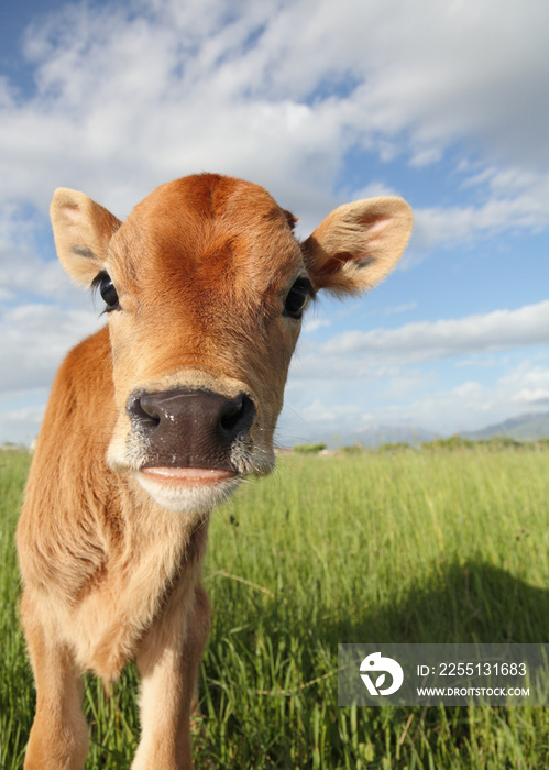 funny baby calf close-up in grassy meadow