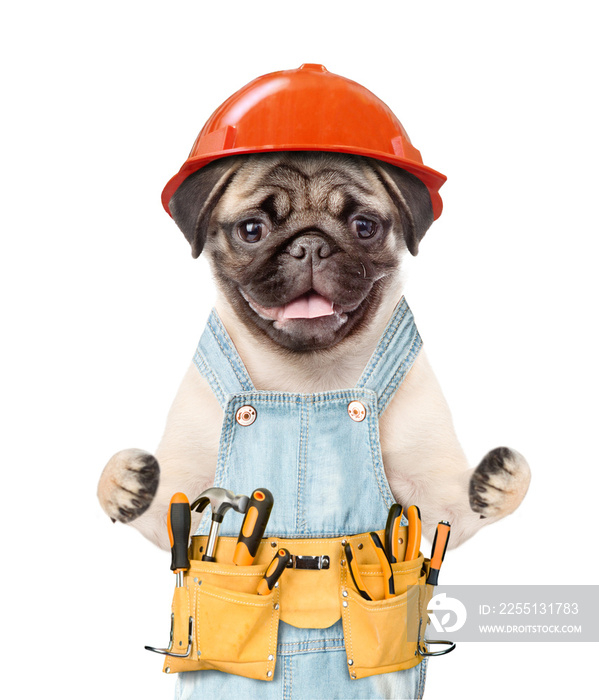 Pug puppy worker wearing a hard hat, overalls and tool belt. Isolated on white background
