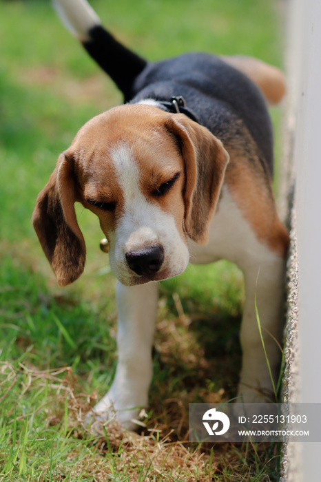 Close-up of dog peeing. Beagle dog peeing on the wall. dog peeing in the park. urinating.