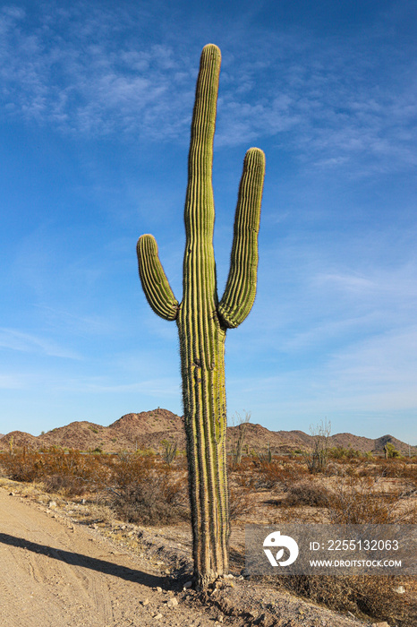 state saguaro cactus