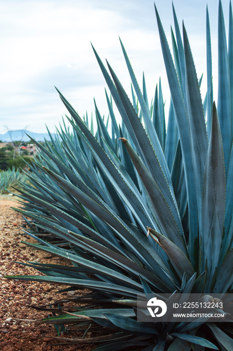 Blue Agave