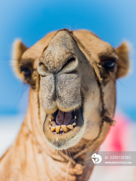 A close up of the face of a smiling Camels